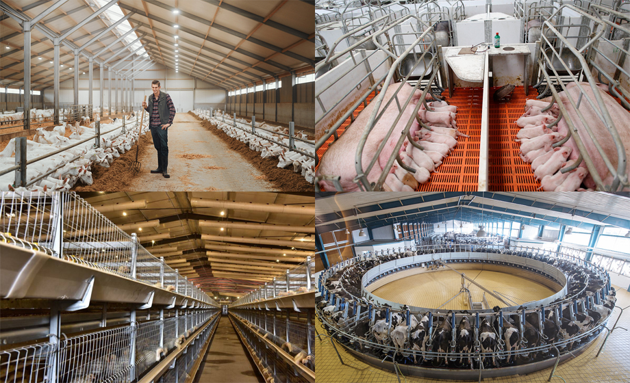 養豬場設備UWB模組高精度定位相關知識介紹